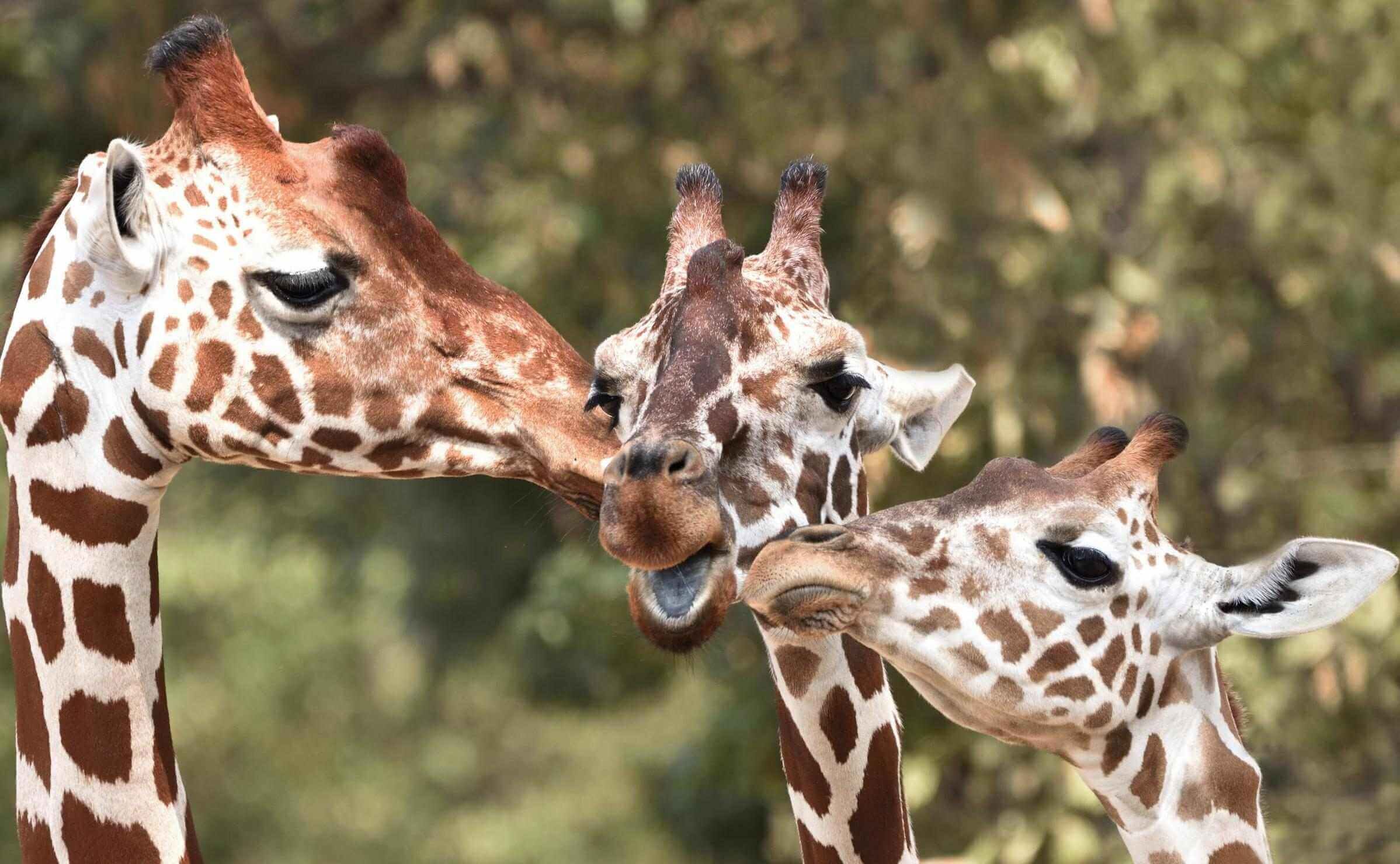 Close-up of three reticulated giraffes gently nuzzling each other against a blurred natural green background.