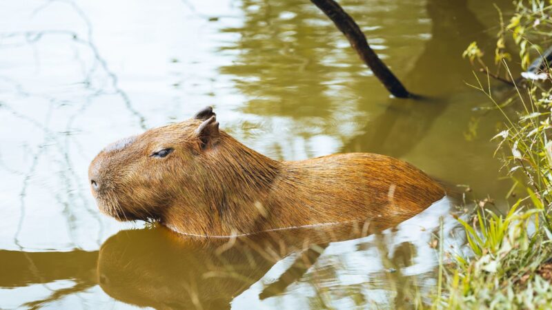 A brown capybara wading through murky water next to a grassy bank in Australia