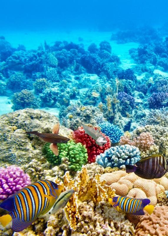 Colorful corals and tropical fish swimming underwater at the Great Barrier Reef in Australia.