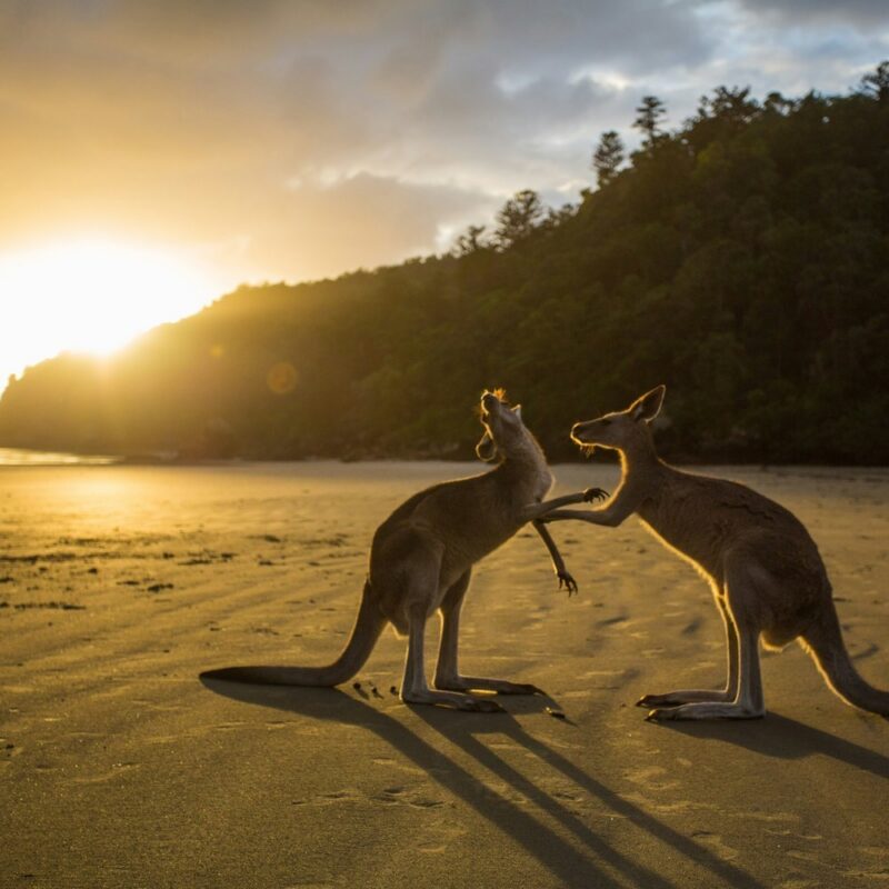 Two kangaroos interacting on a sandy beach in Australia during a glowing golden sunset.