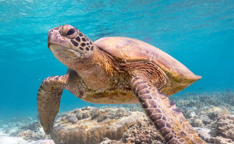 A large sea turtle swimming underwater over a coral reef in the clear blue ocean waters of Australia.