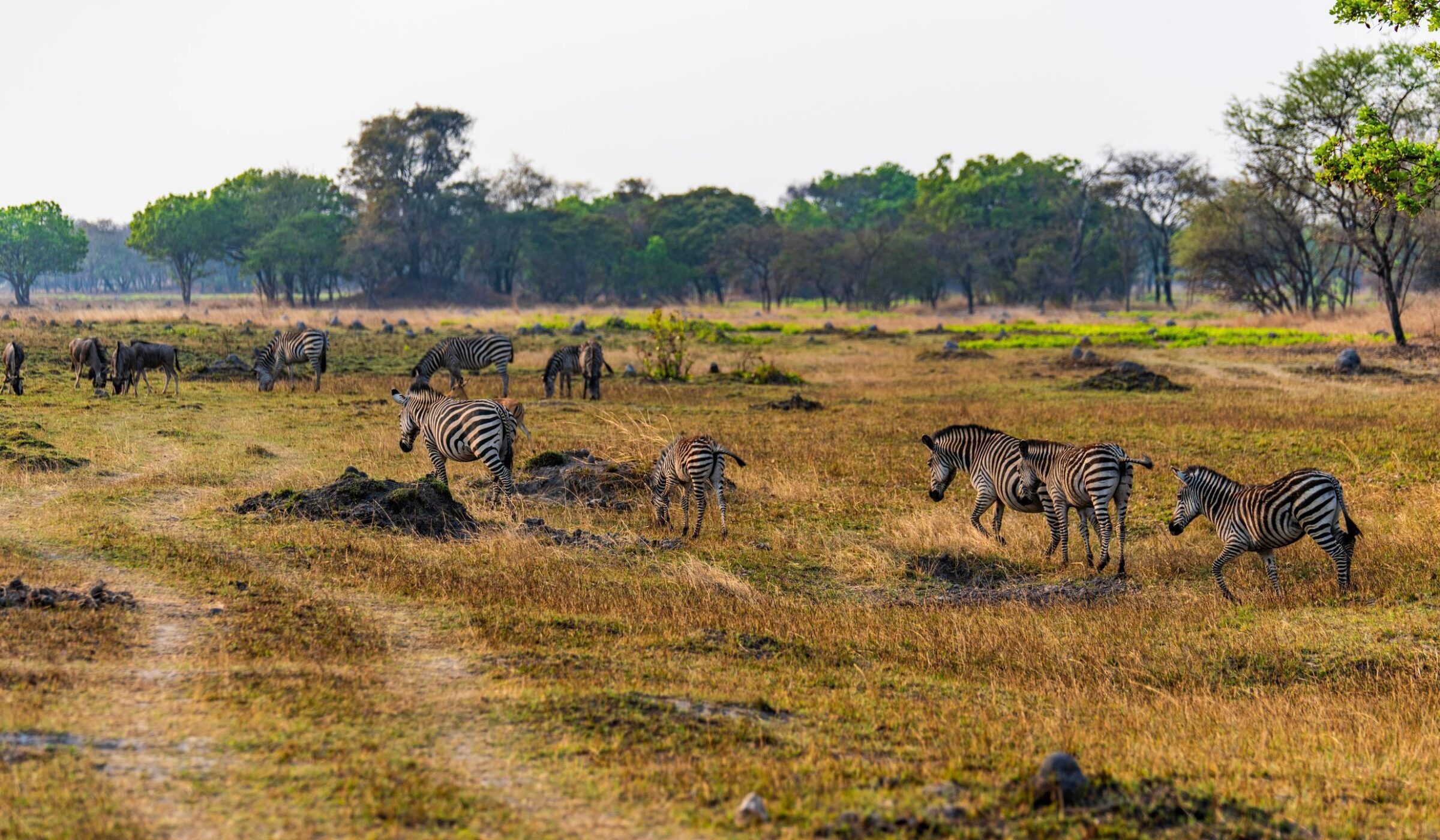 Several zebras grazing on dry grass near a dirt track in Chaminuka Game reserve, with green trees in the background.