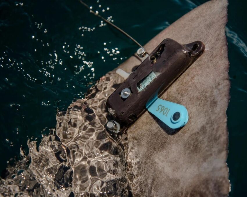 Hammerhead Shark Data Collection