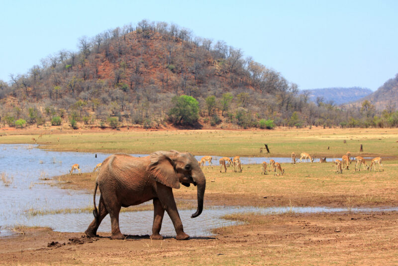 A young elephant walks near water with impalas grazing in the background at lake kariba zimbabwe.
