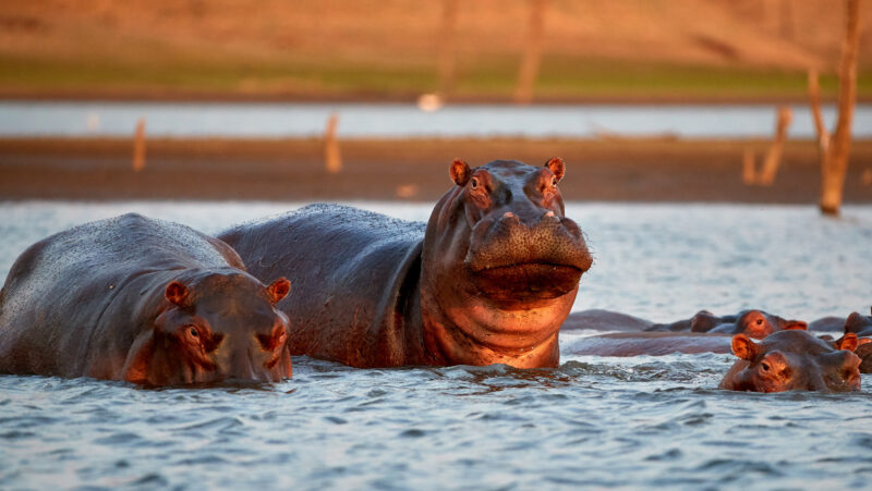 Three hippos partially submerged in the calm waters of lake kariba zimbabwe during golden hour.