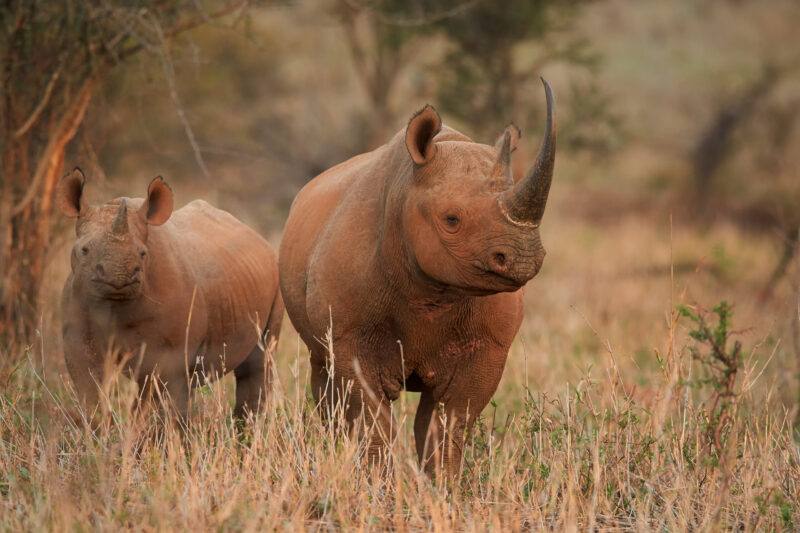 An adult black rhino with a large horn and a smaller rhino calf standing together in tall, dry savanna grass.