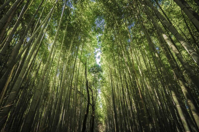 Low angle view looking up at tall green bamboo stalks towering toward a dense leafy canopy in Arashiyama, Kyoto.
