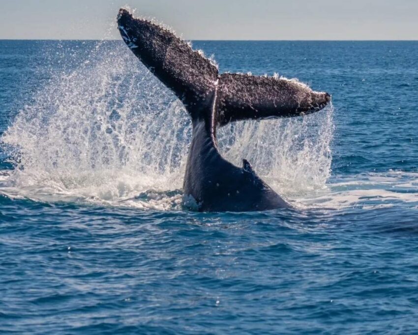 Whale and dolphin data collection