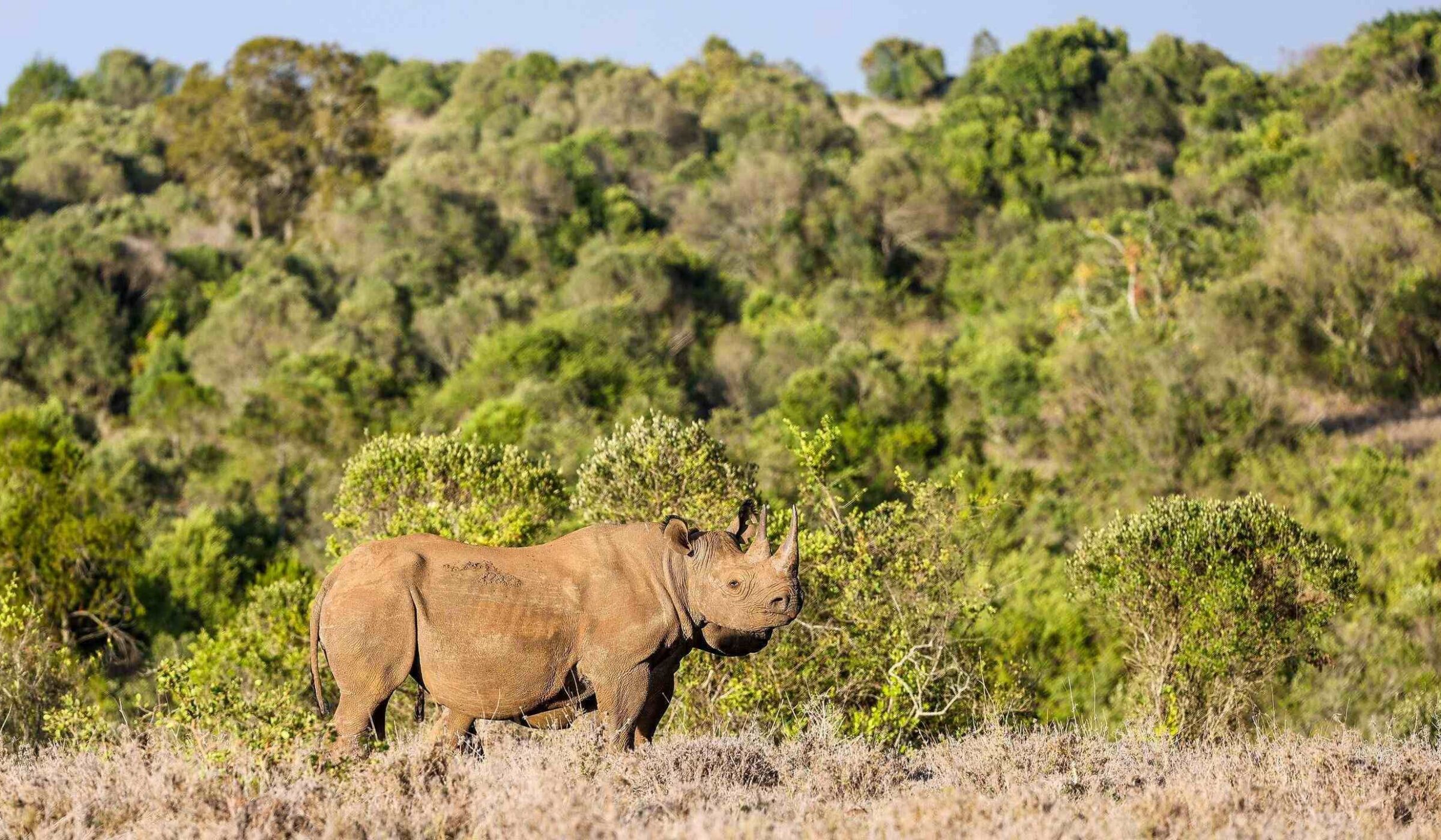 A rhinoceros standing on dry ground facing right with dense green bushes behind it in warm light.