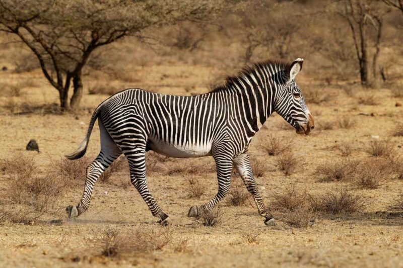 A zebra with thin black and white stripes walking across dry, dusty ground near scattered trees.