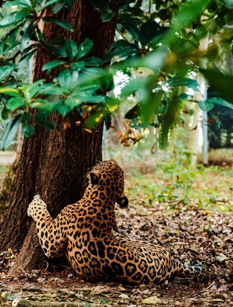 Spotted jaguar looking up a large tree trunk during a costa rica rainforest safari.