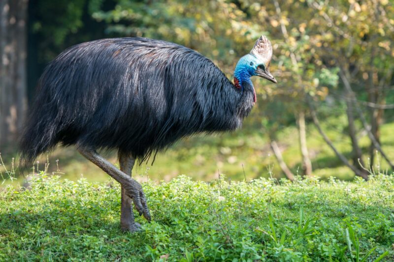 A large black cassowary with a blue neck and tall casque walking on green grass.