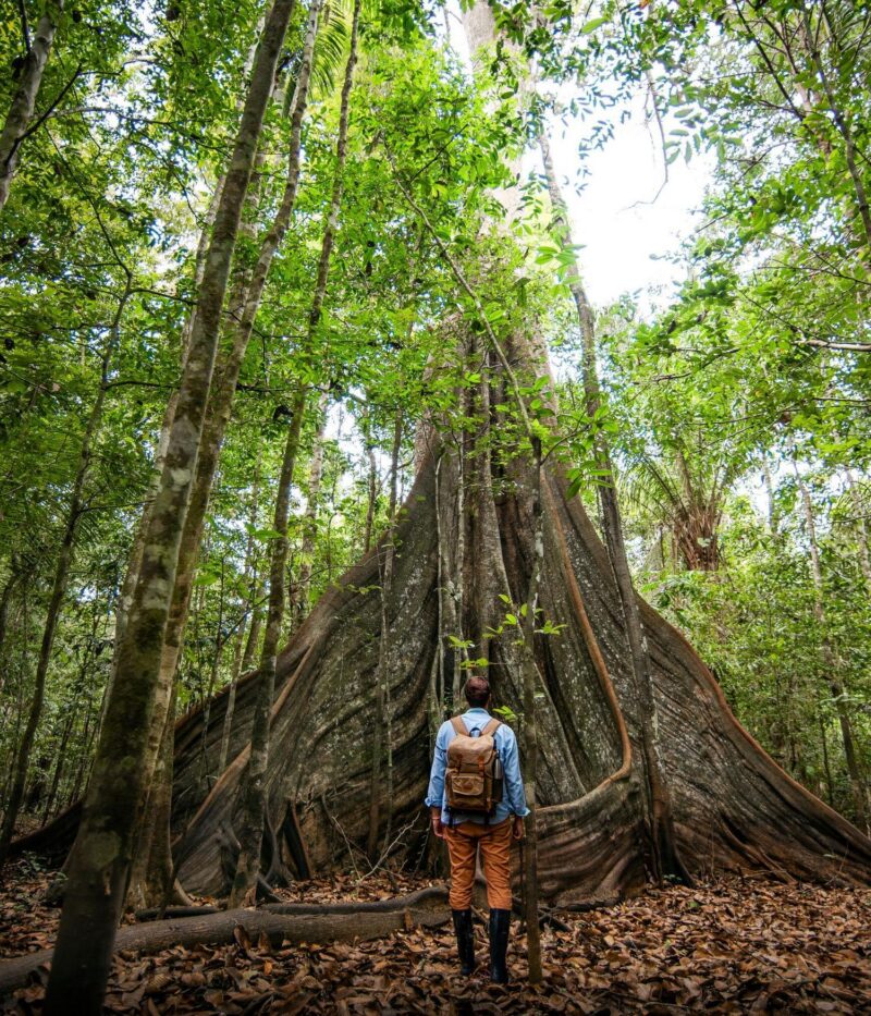 A person wearing a backpack stands before a massive tree with large buttress roots in a rainforest.