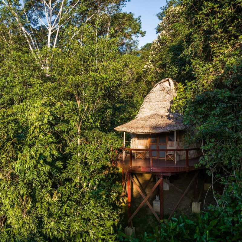 A thatched-roof wooden treehouse built on stilts surrounded by dense green forest foliage.