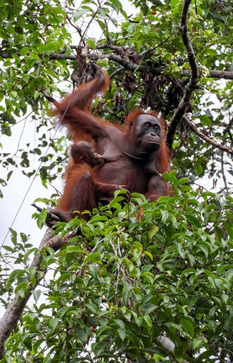 An adult female orangutan sitting in a leafy tree while a baby clings to her chest.