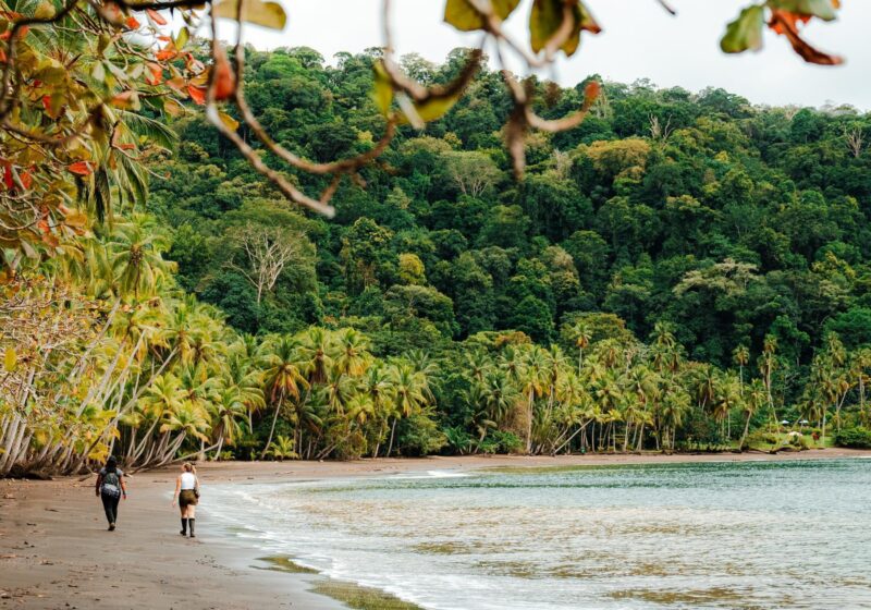 Two people walking along a sandy beach lined with tall palm trees and dense green forest.