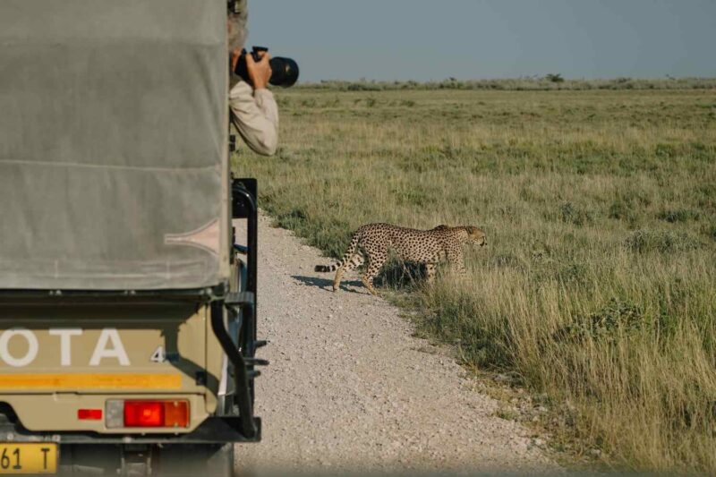 Photographer in a safari vehicle holding a camera and taking a picture of a cheetah walking near the grassy roadside.