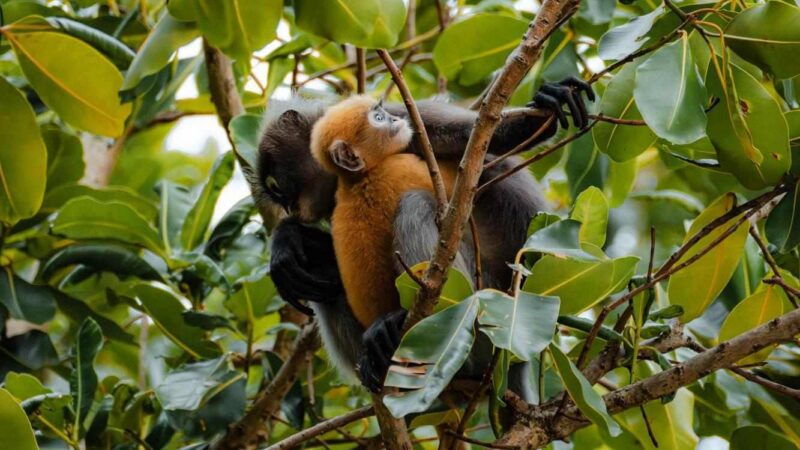 Dusky leaf monkey holding a bright orange baby monkey while perched in a leafy tree branch.