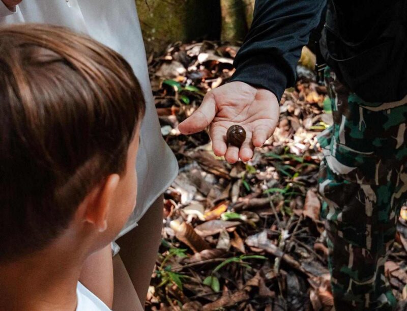Person holding a small, brown rolled-up pill millipede on an open palm while a child looks closely at it.