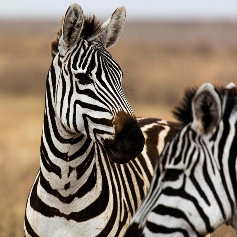 Close-up of two zebras with black and white stripes standing side by side in an open field.
