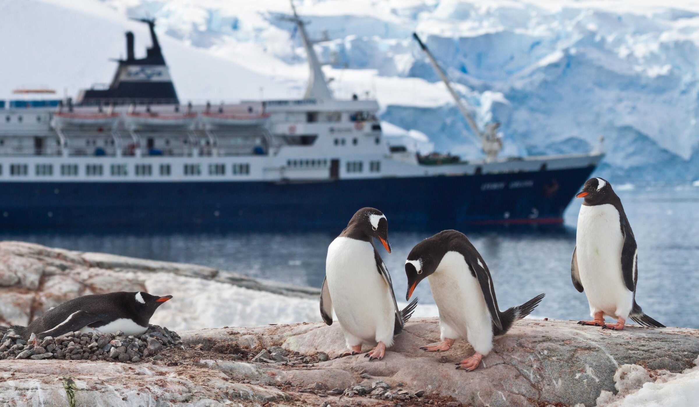 Four penguins on a rocky shore with a large cruise ship and icy mountains in the background during a polar safari.