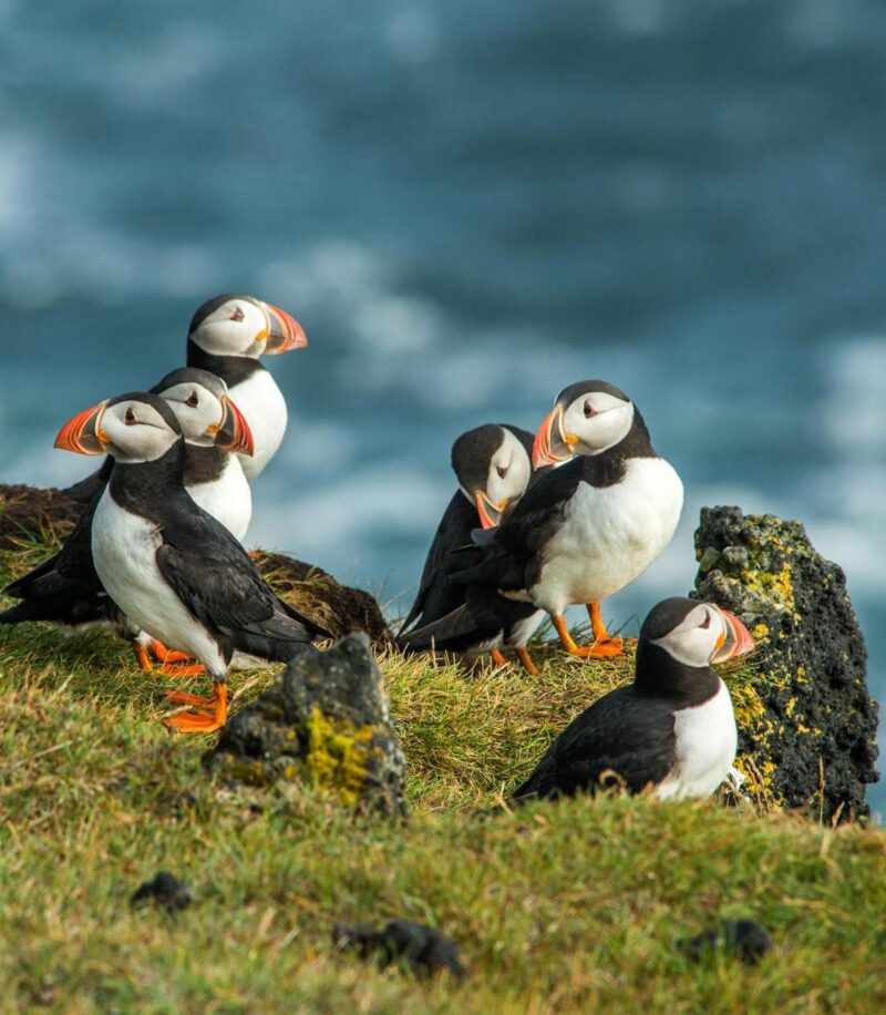 Several puffins with bright orange and black beaks stand on a grassy, rocky cliff edge with a blue ocean in the background.