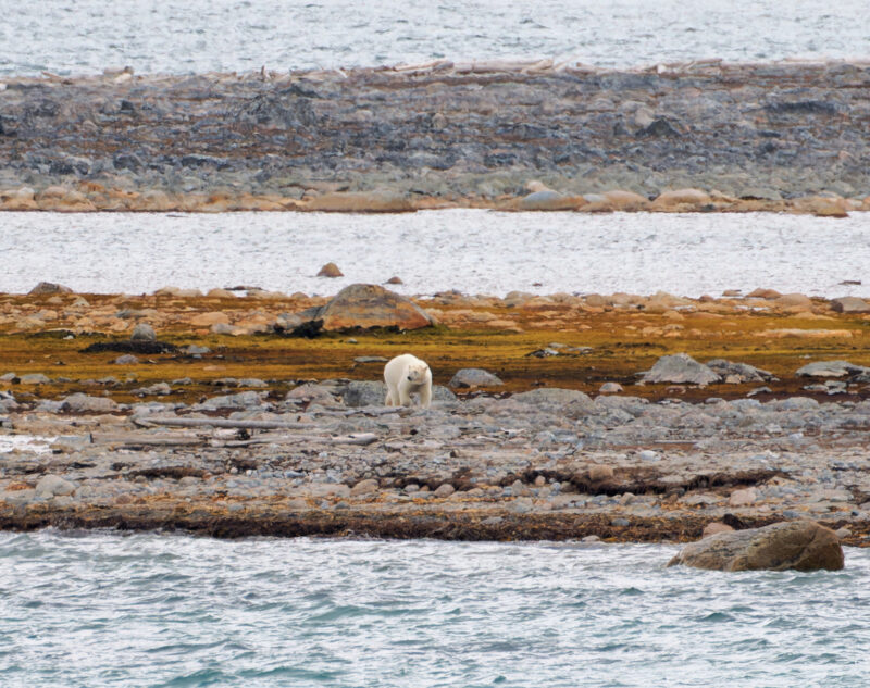 A lone polar bear standing on a rocky, sparsely vegetated shoreline near the water during a polar safari.