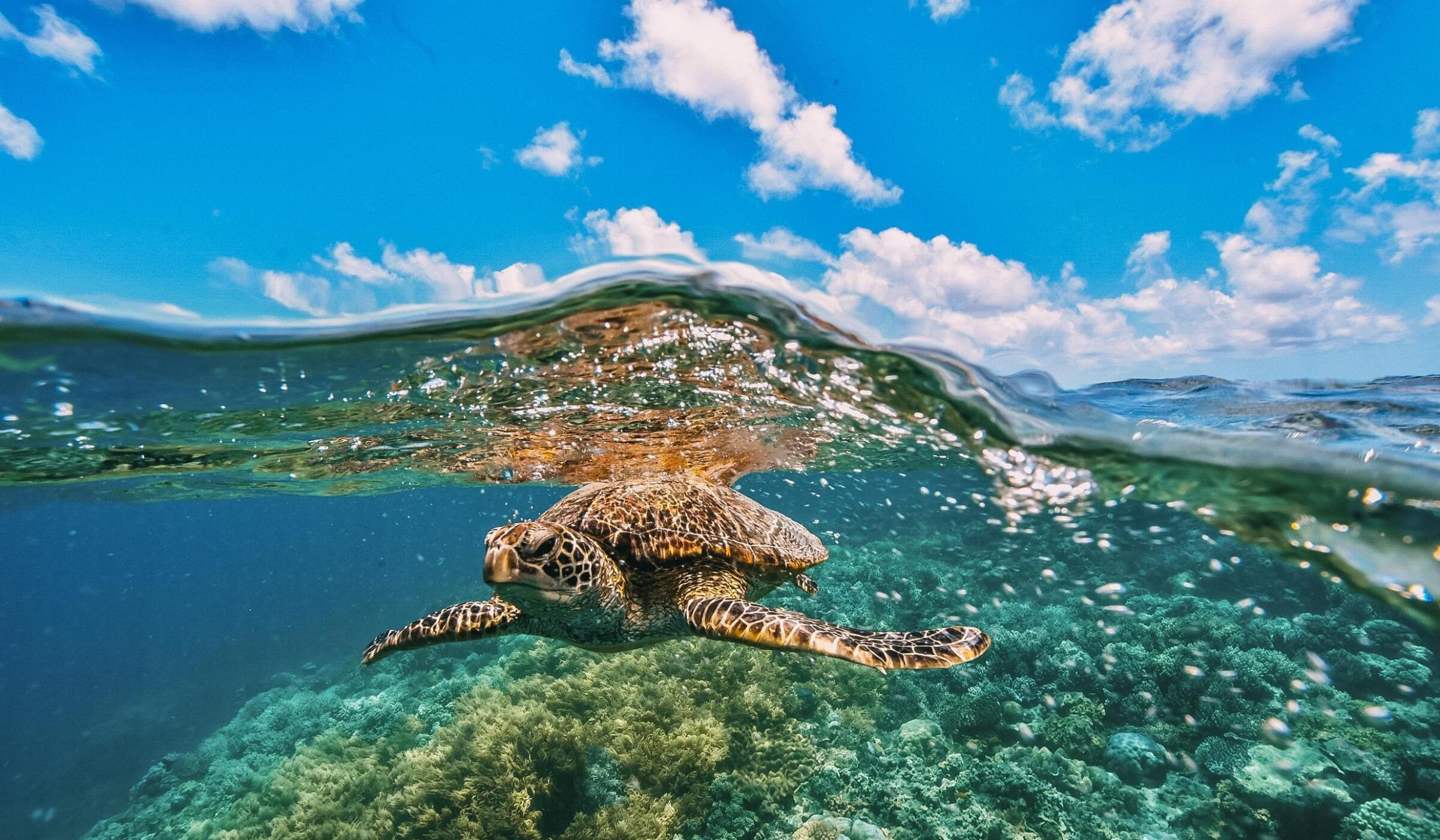 A green turtle in the great barrier reef swimming over coral under a blue sky.