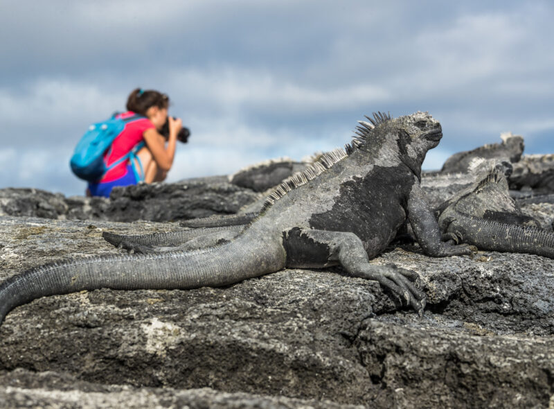 Large black marine iguana on volcanic rocks with a blurred tourist taking a photo in the background.