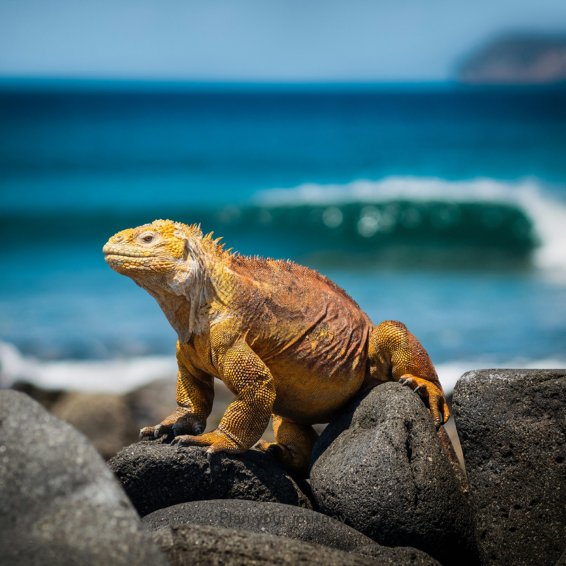 Vibrant yellow and orange iguana standing on dark rocks with a bright blue ocean wave in the background.
