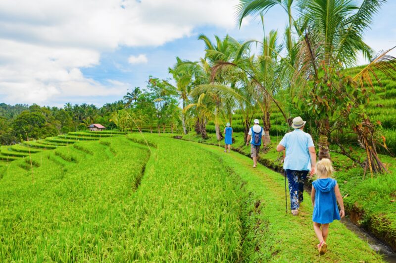 A family walks along a narrow grassy path through vibrant green terraced rice fields lined with tropical palm trees.