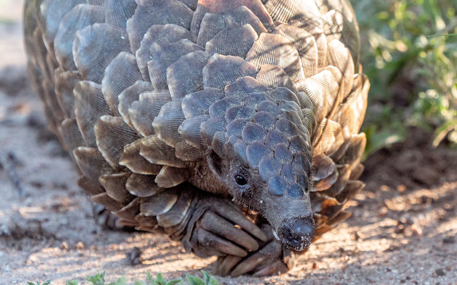 Walk alongside Pangolin Guardians in Mozambique’s Gorongosa National Park and observe rescued pangolins foraging before their return to the wild.