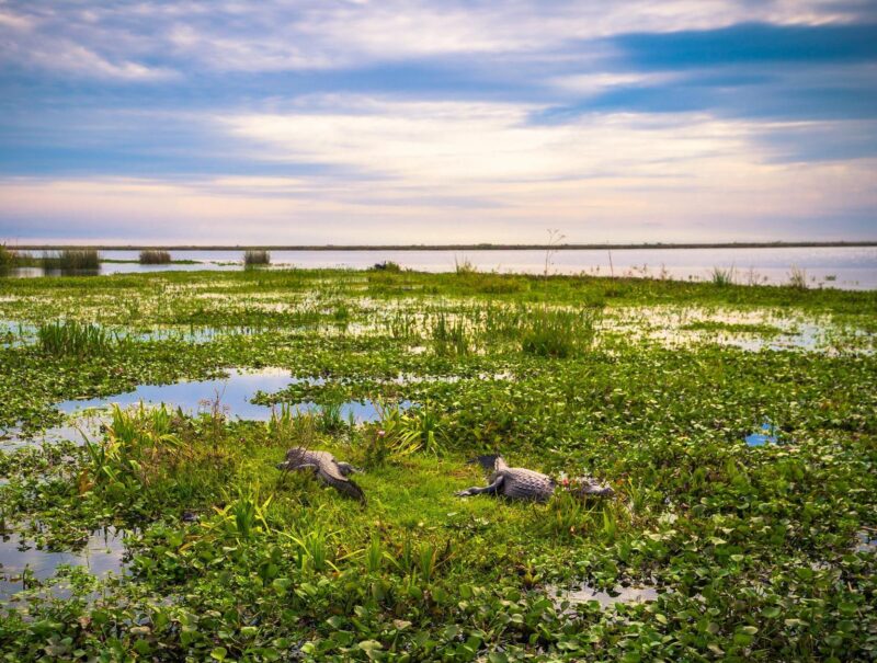 Reptiles lie on green floating vegetation in kakadu national park australia under a cloudy sky.