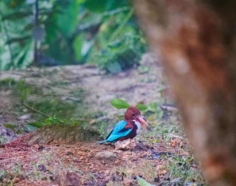 A bright blue kingfisher perches on dirt with prey in its beak at Nepal’s Chitwan National Park.
