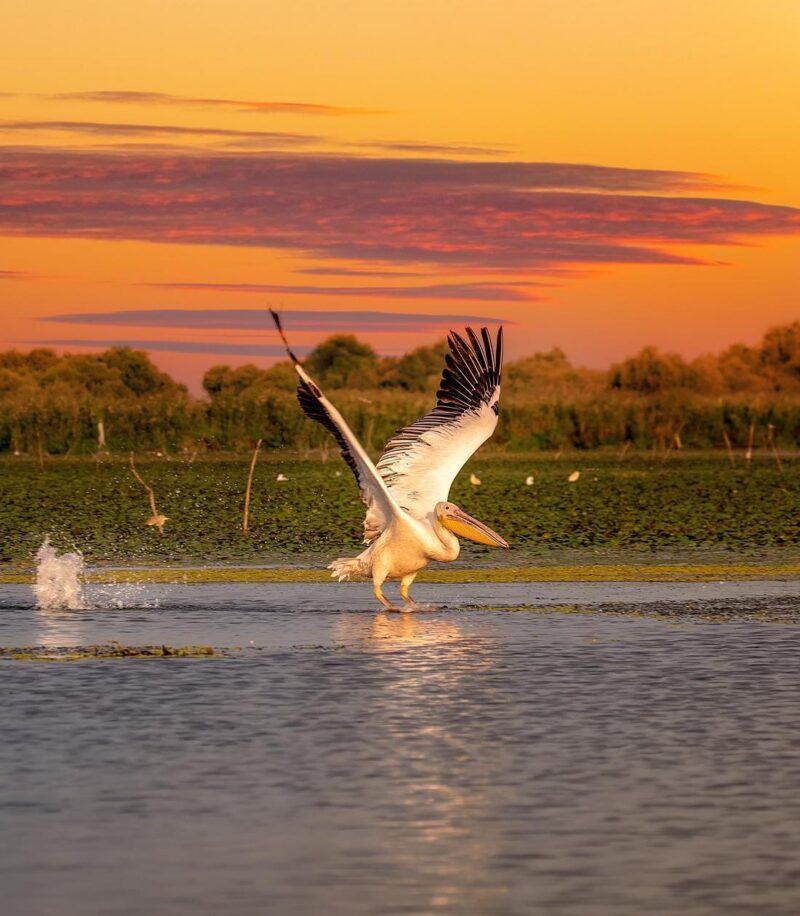 A white pelican with wings fully spread taking off from a calm body of water against an orange sunset sky.