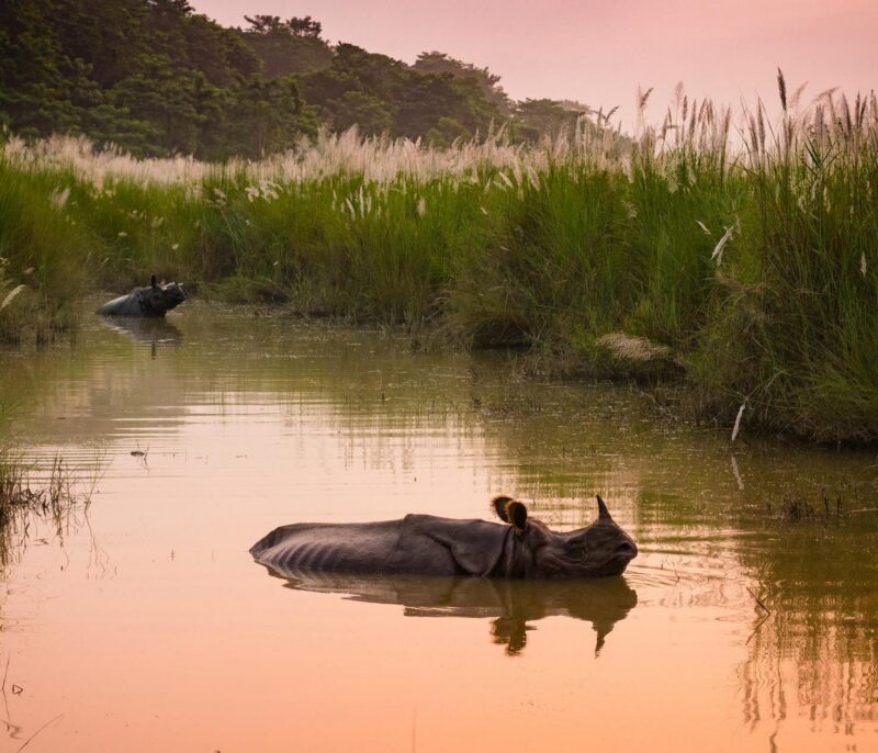 Two rhinos submerge in river water surrounded by tall reeds in Nepal’s Chitwan National Park.