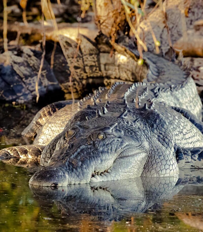 Close-up of a large crocodile resting in shallow water, showcasing its heavily textured scales and eye above the surface.