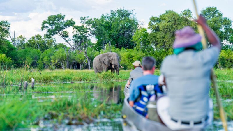 Blurred passengers in a canoe observe a large elephant standing on a lush green riverbank in a wetland environment.