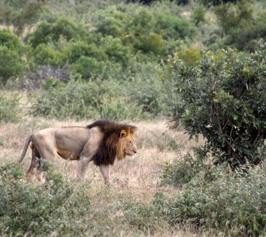 Spot black maned lions with your private guide