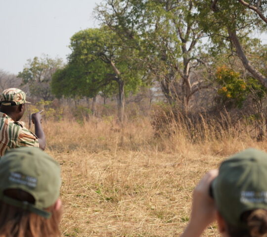 Follow animal tracks on foot through the savanna