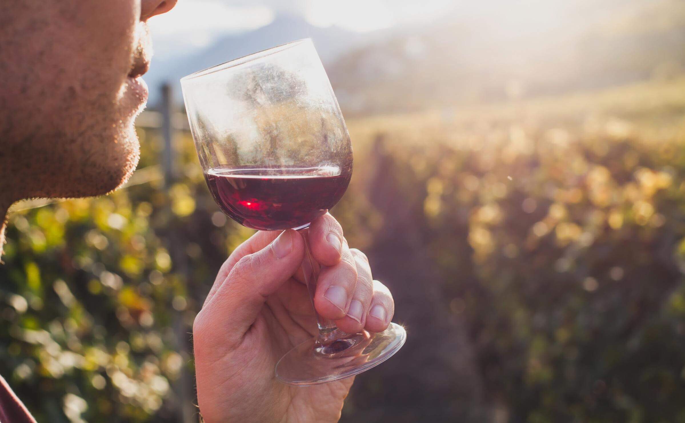 Close-up of a man holding a glass of red wine in a sunlit vineyard