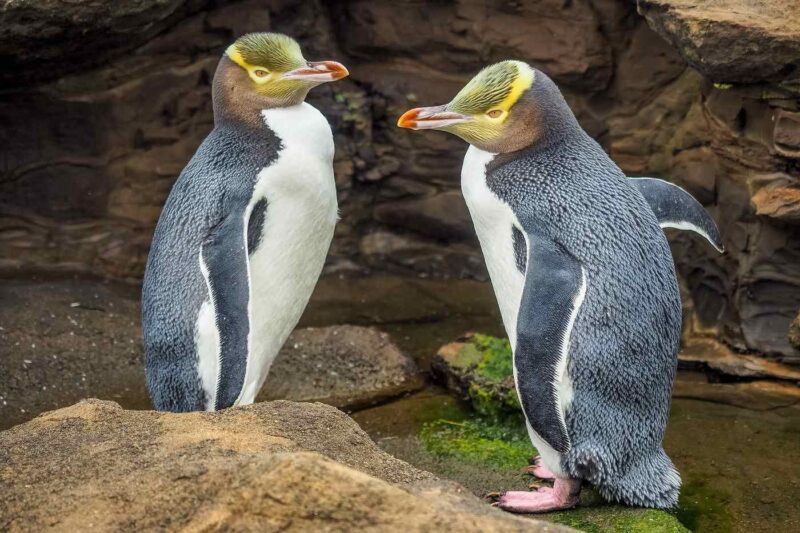 Two yellow-eyed penguins with yellow head markings standing together on rocks.