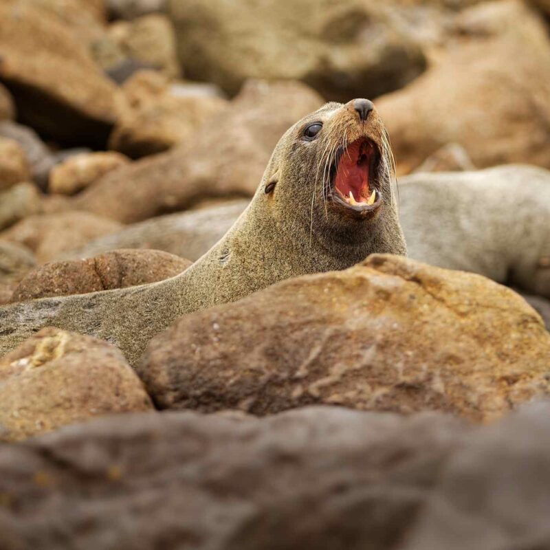 A fur seal poking its head up between brown coastal rocks with its mouth open wide.