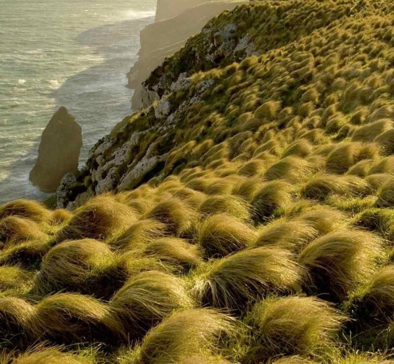 Golden-green tussock grass tufts covering a hillside above a crashing ocean coastline.