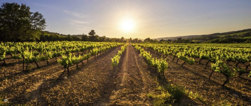 vineyard-spain