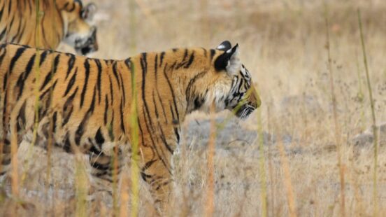 tiger-in-ranthambore-india