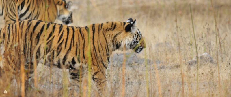 tiger-in-ranthambore-india