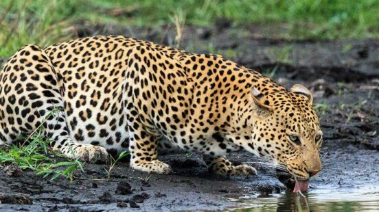 A leopard takes a break from hunting to drink some water in the Okavango Delta.