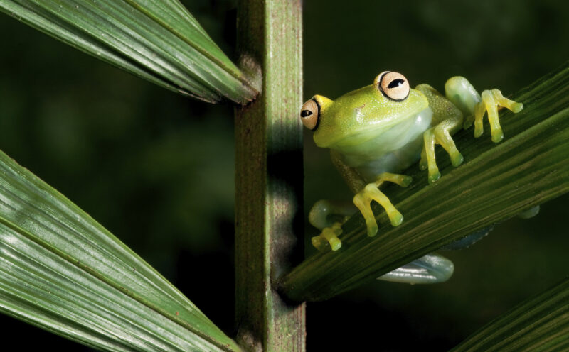 Frog Amazon Bolivia