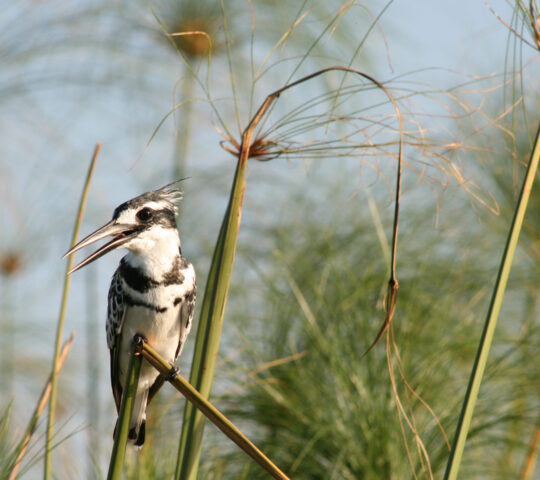 Birdwatching
